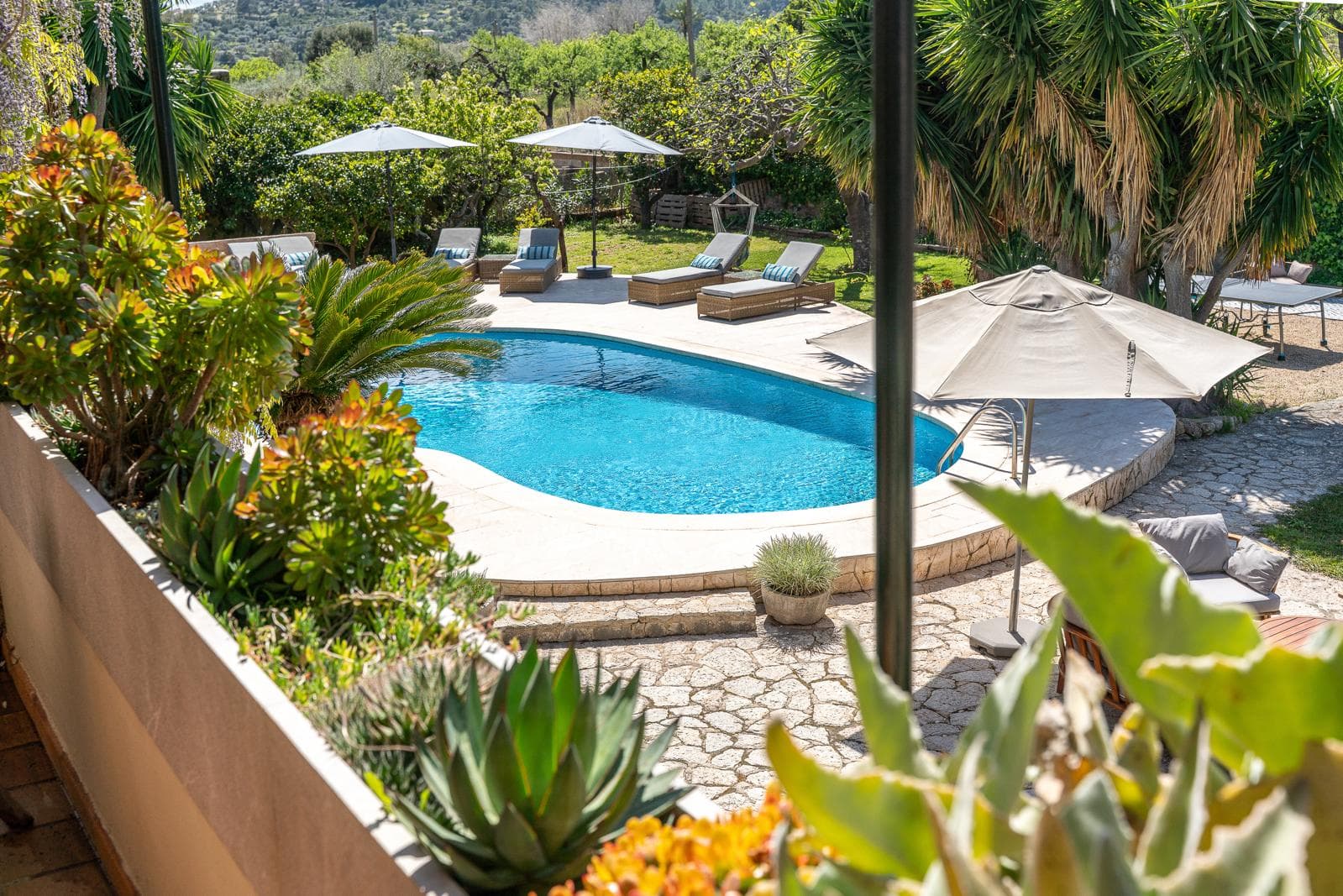 Swimming pool at Casa de Ciclista, fringed by olive trees